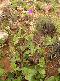 Image result for Commicarpus pentandrus