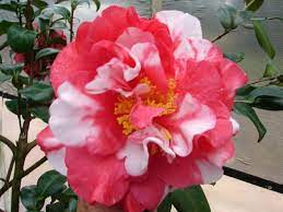 Aiken Camellia Society 2012 2013 Camellia Flowers Japonica