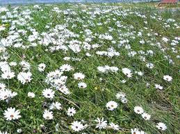 Ma ha bisogno di cure regolari, incluso un assetto occasionale. Dimorphotheca La Pianta Che Forma Cespugli Colorati Con Fiori Che Assomigliano Alle Margherite