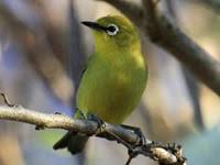 Translation memories are created by human, but computer aligned, which might cause mistakes. Birds Of The World White Eyes And Allies Zosteropidae