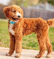 Parti poodles are often found at a lower price than a standard poodle puppy in a solid color because they are not accepted in the conformation ring. Parti Poodle 17 Things To Know Before Getting A Parti Poodle