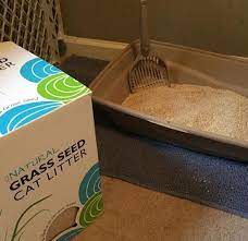 My First Experience With Grass Seed Cat Litter Cat Litter Cat Care Tips Dog Care Tips