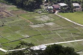 Reformasi birokrasi harus mengubah paradigma asn. Jangan Lagi Sebut Ganja Di Desa Agusen Mongabay Co Id Mongabay Co Id