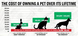 Pet assure offers low costs plans for many types of pets. Pet Insurance For Rescue Dogs And Cats It S Easier Than You Think Pawlicy Advisor
