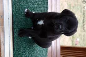 Black And White Great Pyrenees Lab Mix Cute Puppy Pictures Bet You Haven T Seen Puppy Photos Cuter Than These Puppy Pictures Cute Puppy Pictures Puppies