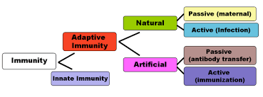 immunology definition types tests innate and adaptive