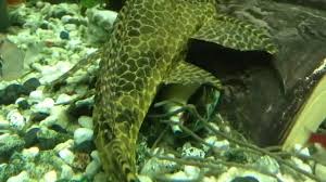 In older sources you might find the synonyms ancistrus gibbiceps and pterygoplichthys gibbiceps. My Huge Leopard Sailfin Pleco Youtube
