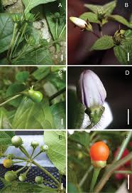 Check spelling or type a new query. The Genus Lycianthes Solanaceae Capsiceae In Mexico And Guatemala