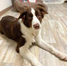 7 Best Border Collie Breeders In California 2021 We Love Doodles