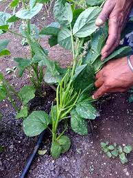 How to grow cluster beans in kitchen garden. How To Grow Cluster Beans Growing Cluster Beans Guar Care