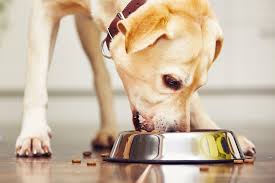 Maybe you would like to learn more about one of these? Acana Dog Food Review 2021 A True Standout Canine Weekly