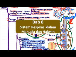 Biologi tingkatan 4 bahan rujukan. Biologi Spm T4 Bab 8 Sistem Respirasi Dalam Manusia Dan Haiwan Litetube