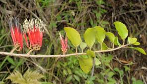 Image result for Helixanthera schizocalyx