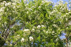 Crape myrtle, magnolia, flowering pear, oleander, japanese privet, and citrus trees. Blooming Acacia Tree At Summer Outdoors White Flowers Stock Photo Picture And Royalty Free Image Image 62574667