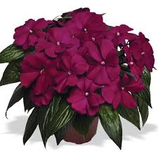 Infinity ® pink frost new guinea impatiens impatiens hawkeri. Pin On Full Shade Annuals