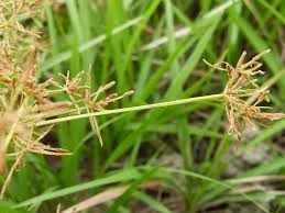 Image result for Cyperus tenuispica