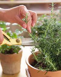 How To Grow And Care For Rosemary Easy Herbs To Grow Rosemary Plant Care Rosemary Plant
