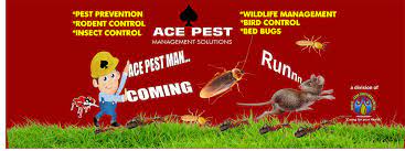 This could be for a number of reasons, including seeking food or shelter. Ace Pest Management Solutions Home Facebook