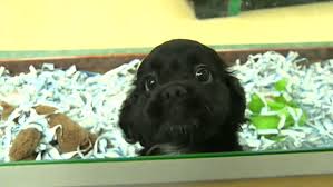 Most trusted online pet animal sell community. Edmonton Humane Society Issues Warning Over New Pet Stores Selling Puppies Ctv News