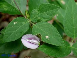 Image result for Centrosema