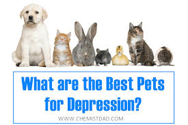 30.07.2020 · the best carpet cleaners for pets are from bissell and hoover, according to thousands of customer reviews. What Are The Best Pets For Depression
