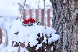 Check spelling or type a new query. Two Red Flowers On Snowy Tree Stock Photo Picture And Royalty Free Image Image 154247878