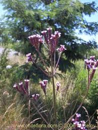 Image result for Verbena litoralis
