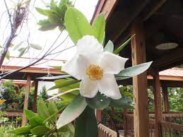 White flowering trees identification florida. News And Events Loblolly Bay A Florida Native Tree