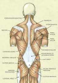 The skeletal muscles of the torso and limbs arise from the mesoderm of the somites, while those of the head arise from the mesoderm of the somitomeres which contribute to the branchial (pharyngeal) arches. Muscles Of The Neck And Torso Classic Human Anatomy In Motion The Artist S Guide To The Dynamics Of Figure Drawing 2015