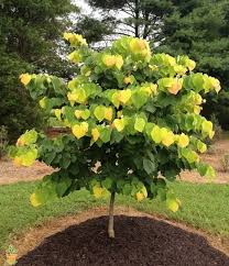 In the bud of time. Rising Sun Redbud Rising Sun Redbud Rising Sun Redbud Tree Redbud Tree
