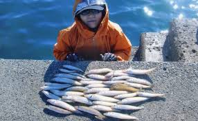 投釣りで冬ギス25cm頭に43尾 3 4色が吉 千葉県 築港堤防 Tsurinews