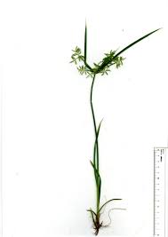 Image result for Cyperus sphacelatus