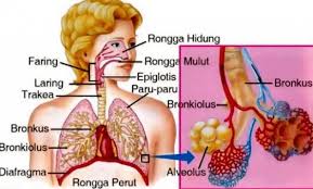 Terjadi secara aktif pada posisi berdiri tegak dan dengan upaya paksa ekspirasi Jelaskan Struktur Alveolus Yang Mendukung Fungsi Sebagai Tempat Pertukaran Gas Brainly Co Id