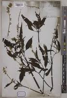 Image result for Centrostachys aquatica