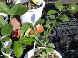 レモンの木の育て方 苗木の植え方や収穫方法は 鉢植え栽培もできる Horti ホルティ By Greensnap