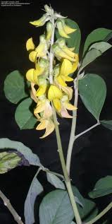 Image result for Crotalaria preladoi