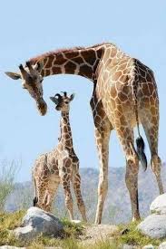 Pin By Zohr Amazighya On Amour Fusionel Humain Ou Animal Pour Nos Enfants Giraffe Baby Giraffe Cute Animals