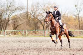 Cantering A Horse: How To Train The Canter - Ridely