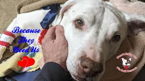 Maybe you would like to learn more about one of these? Don T Bully Us Rescue Home Facebook