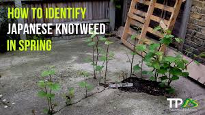 Japanese knotweed is an excellent source of vitamin c and vitamin a. How To Identify Japanese Knotweed In The Spring Youtube