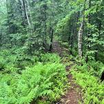 Fern Walk — Somerset Woods Trustees