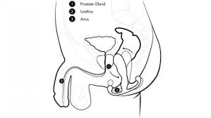 See tweets about #prostatemassage on twitter. How To Milk Your Prostate In 10 Easy Steps Male Q
