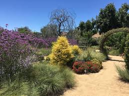 Maybe you would like to learn more about one of these? Plantfiles Pictures Ligustrum Variegated Chinese Privet Sunshine Ligustrum Sinense By Kell