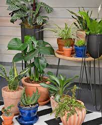 Use these plants to fill a yard with colorful chaos or formal finery. Discover The Benefits Of Indoor Plants With Lifestyle Home Garden