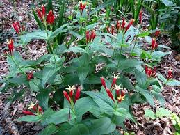 But even if you can't have every kind of native plant you want in your yard, this provides a great excuse to travel. Indian Pink Spigelia Marilandica Trees To Plant Plants Native Plants