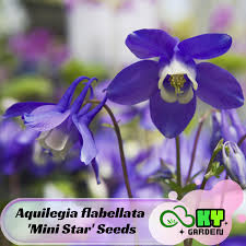 Image result for Aquilegia flabellata ministar