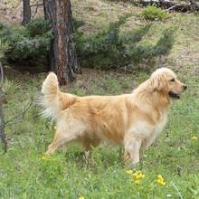 The mix between a golden retriever and a chow chow can look quite good, as you can see below. Puppyfind Miniature Golden Retriever Puppies For Sale