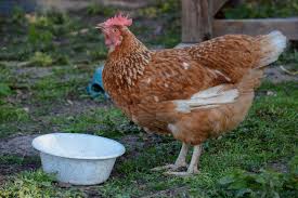 Photos of chickens in tutu skirts have been paraded across the internet and we all agree it is our new favorite thing. Cute Chicken Diary Of Dennis
