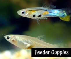 13 Safe And Compatible Betta Fish Tank Mates In 2020 Betta Fish Tank Mates Betta Fish Tank Guppy