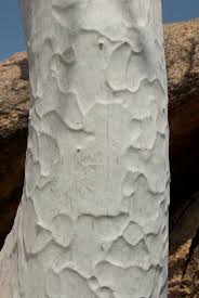 Image result for Sterculia quinqueloba